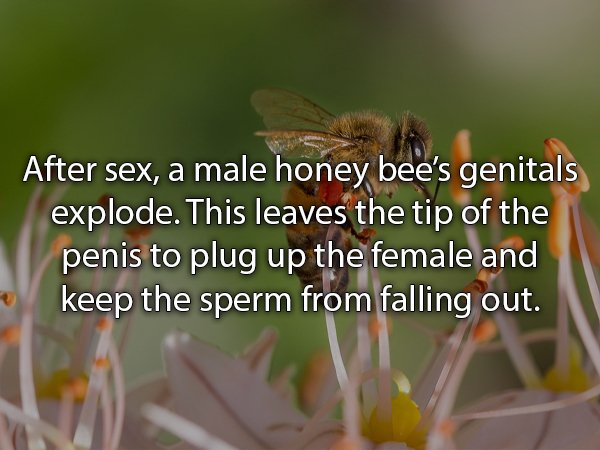 animal sex facts - After sex, a male honey bee's genitals explode. This leaves the tip of the penis to plug up the female and keep the sperm from falling out.