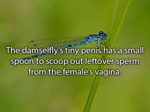 damselfly - The damselfly's tiny penis has a small spoon to scoop out leftover sperm from the female's vagina.