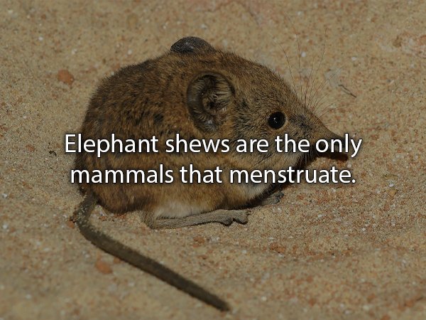 mouse long nose - Elephant shews are the only mammals that menstruate.
