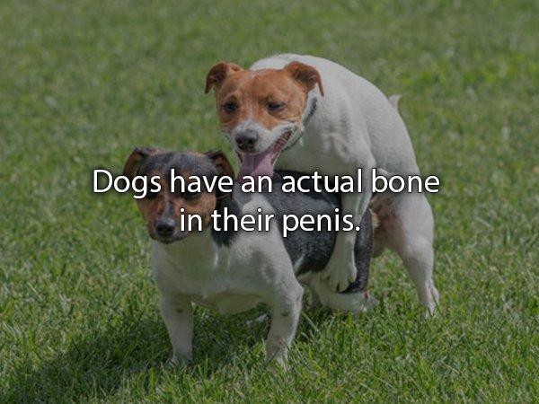 Dogs have an actual bone in their penis.