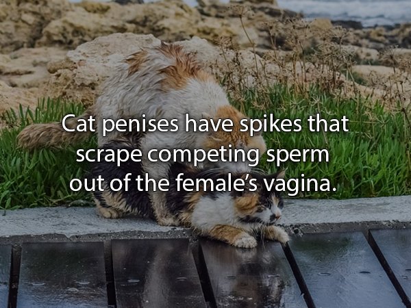 do cats have sex - Cat penises have spikes that scrape competing sperm out of the female's vagina.