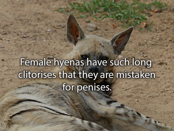 Female hyenas have such long clitorises that they are mistaken for penises.