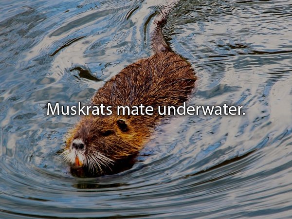Beaver - Muskrats mate underwater.
