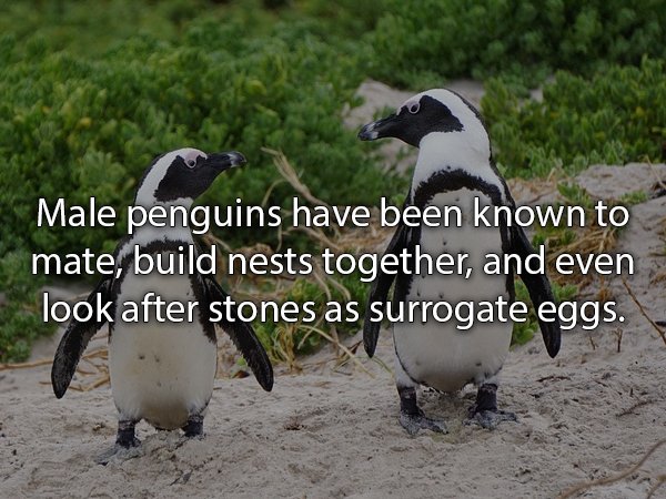 Penguin - Male penguins have been known to mate, build nests together, and even look after stones as surrogate eggs.