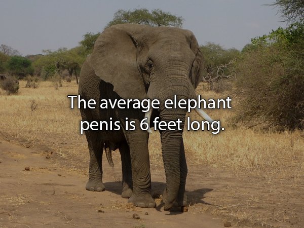 15 years elephant - The average elephant penis is 6 feet long.
