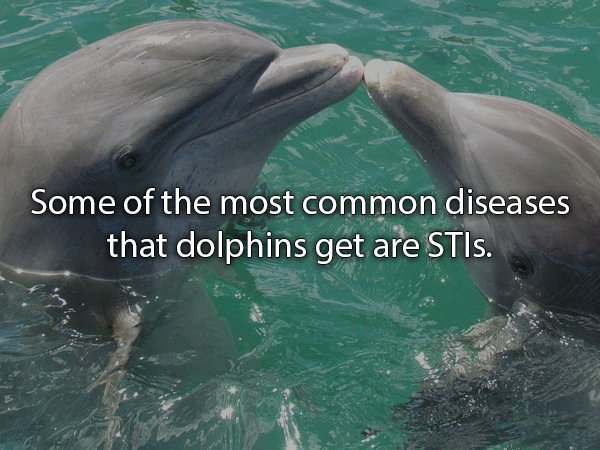 places to visit in orlando florida - Some of the most common diseases that dolphins get are STIs.