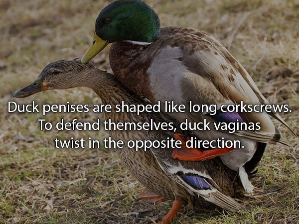 duck penis - Duck penises are shaped long corkscrews. To defend themselves, duck vaginas A twist in the opposite direction.