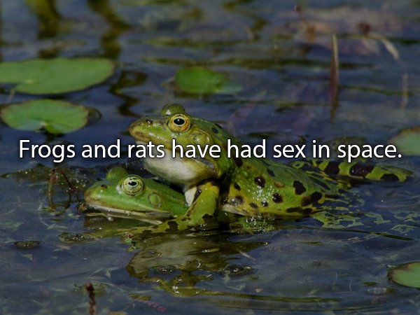 Frogs and rats have had sex in space.