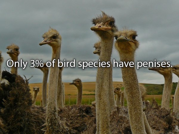 Only 3% of bird species have penises.