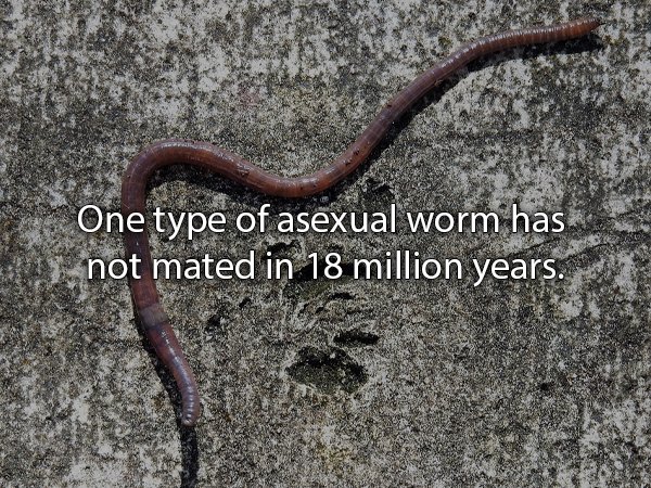 indian species earthworm - One type of asexual worm has not mated in 18 million years.