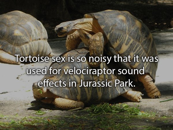 animal sex facts - Tortoise sex is so noisy that it was used for velociraptor sound effects in Jurassic Park.