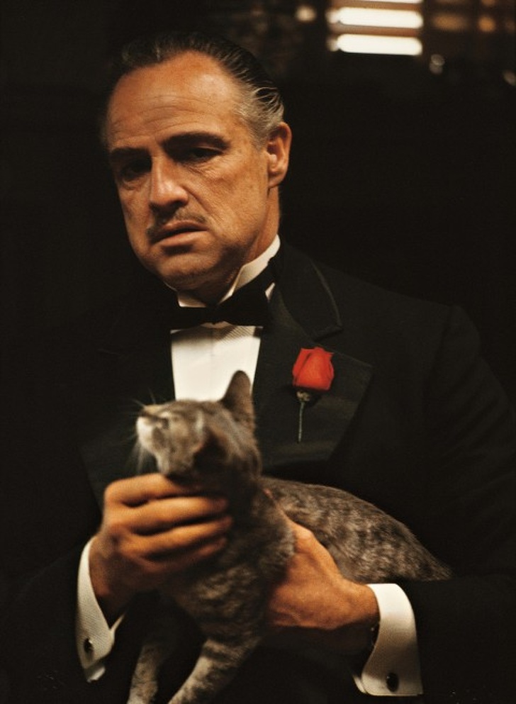 Marlon Brando's dialogue had to be redubbed because of the cat's purring.