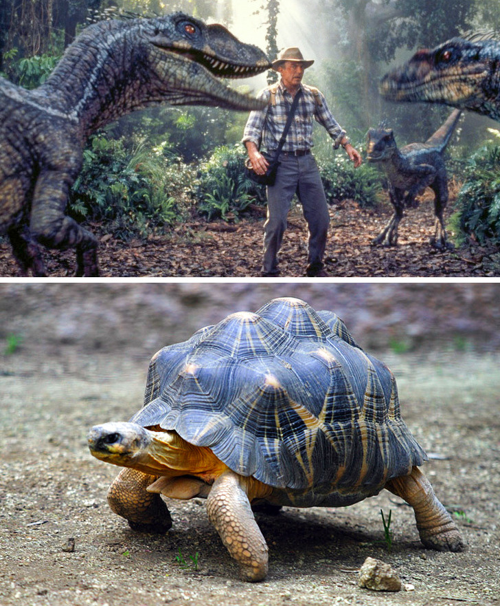 The Raptor sounds in Jurassic Park come from Tortoises.