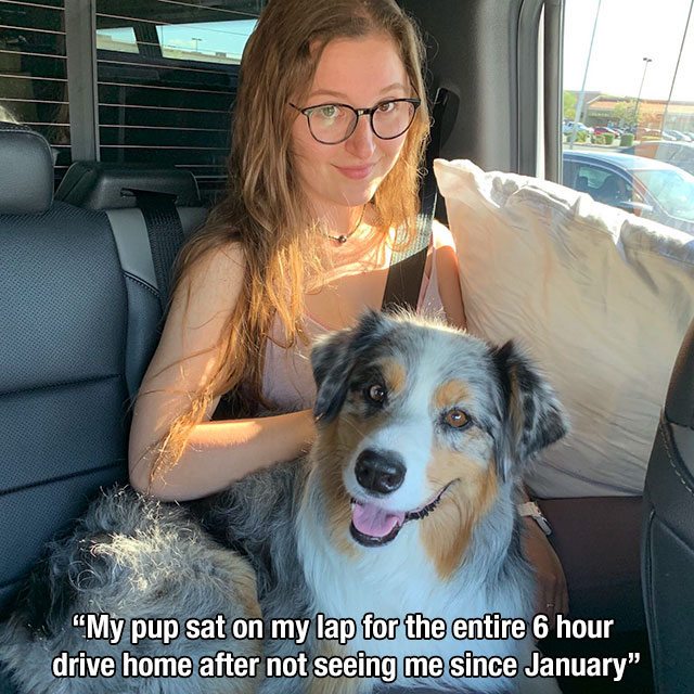 photo caption - "My pup sat on my lap for the entire 6 hour drive home after not seeing me since January"