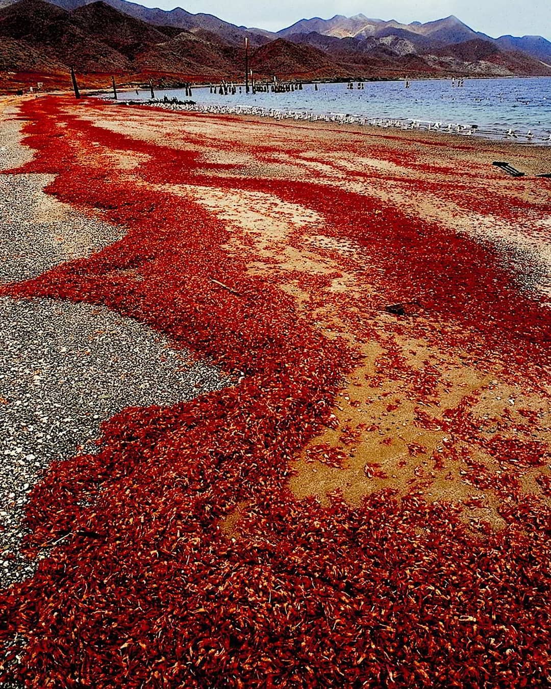 Red crab migration.