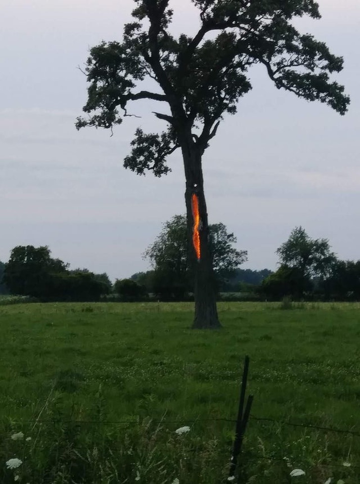 A tree struck by lightning just hours before.