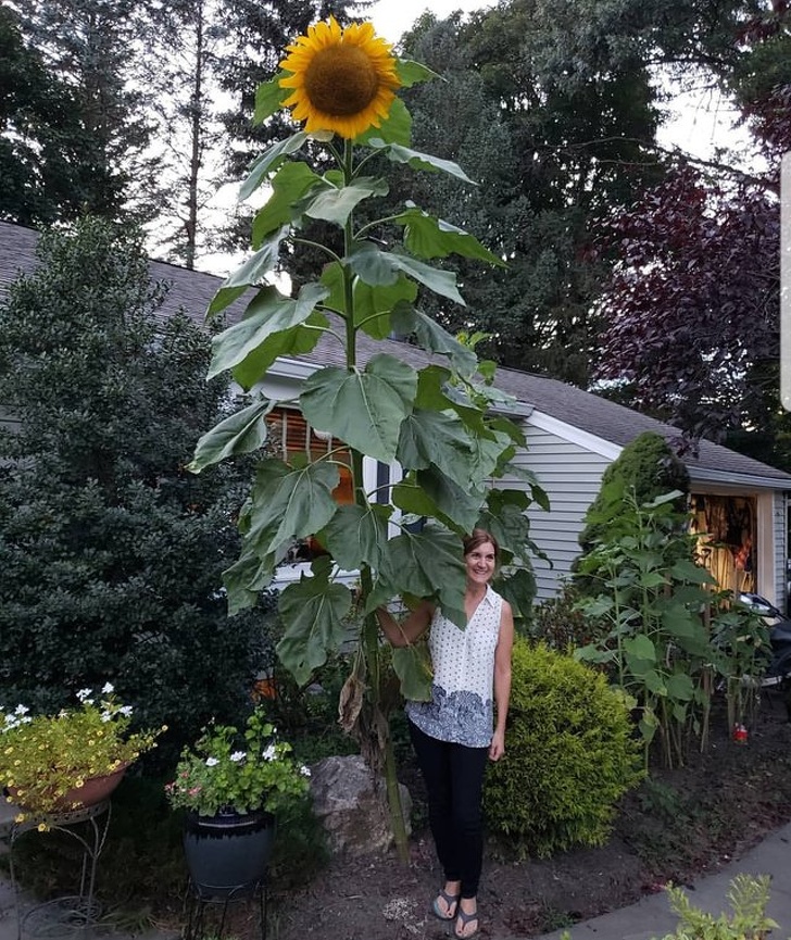 This giant sunflower looks very happy next to its gardener.