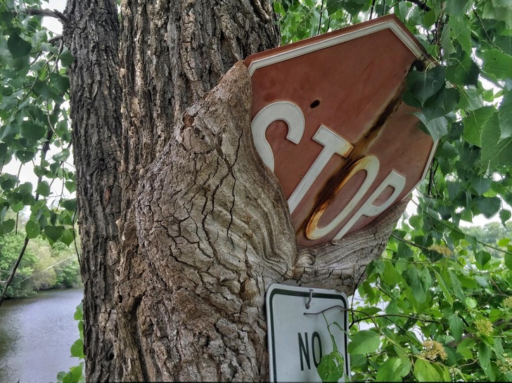 Just a tree eating a stop sign.