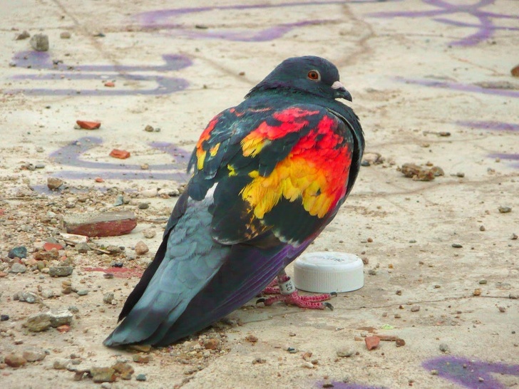 Colorful pigeon looks like it came out of a painting.