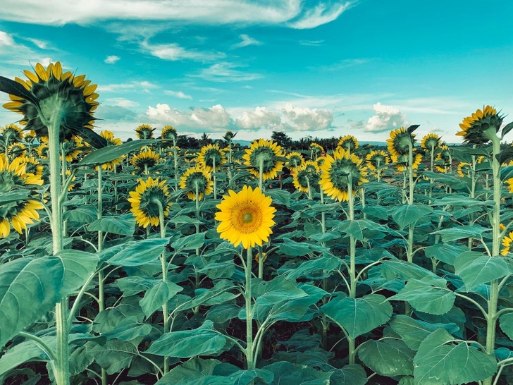 Every single sunflower is facing the sun except for one.