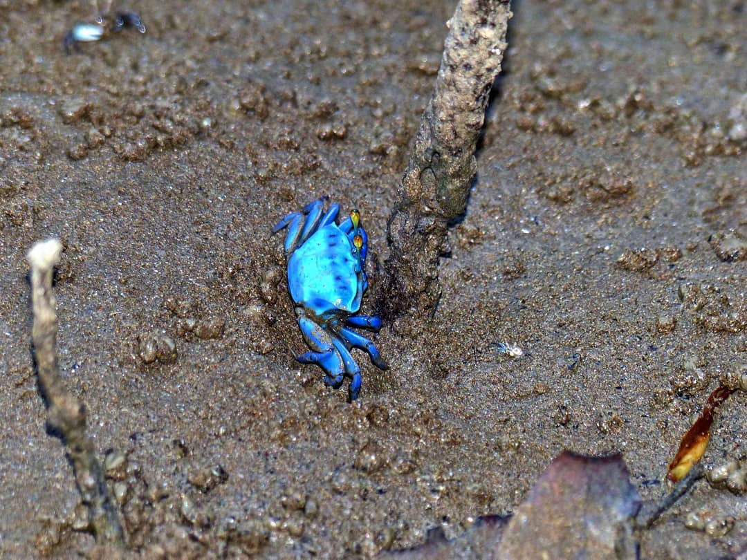 Neon blue crab.