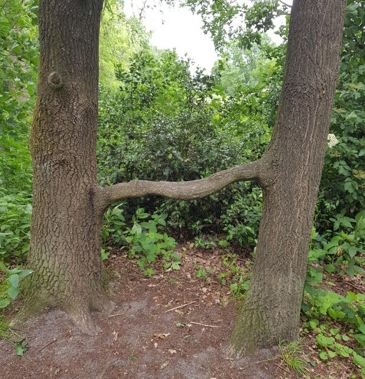 These trees joined together, forming a bridge for squirrels.