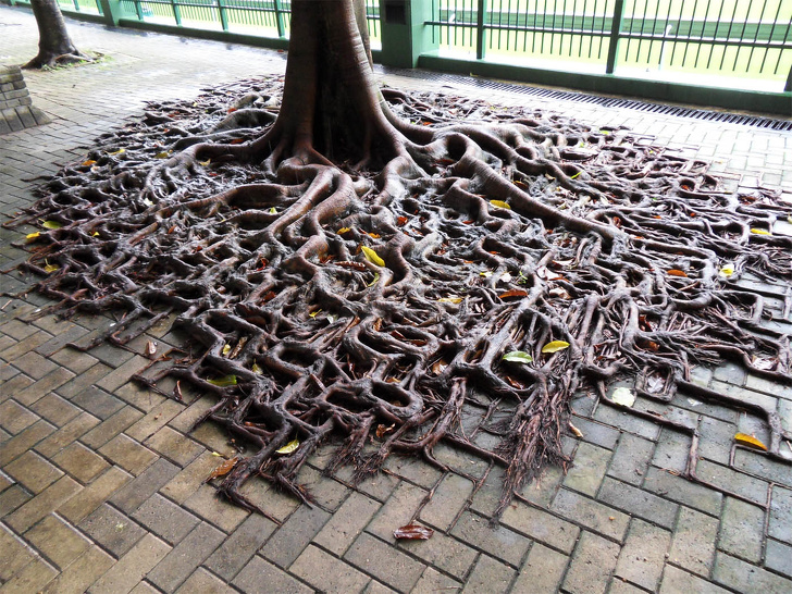 This tree’s roots spill out over the sidewalk