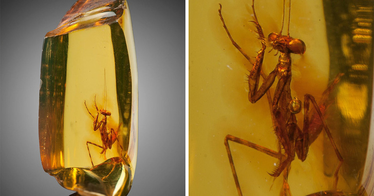 A 30 million-year-old perfectly preserved mantis