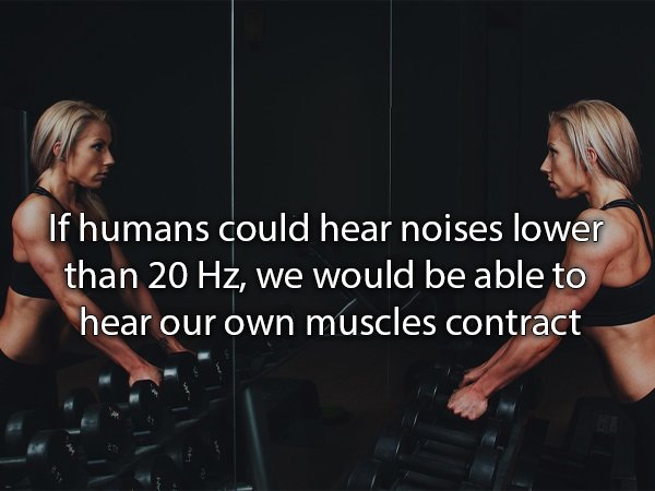 Exercise - If humans could hear noises lower than 20 Hz, we would be able to hear our own muscles contract