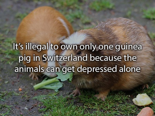 guinea pig to download - It's illegal to own only one guinea pig in Switzerland because the animals can get depressed alone