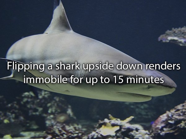 Flipping a shark upside down renders immobile for up to 15 minutes