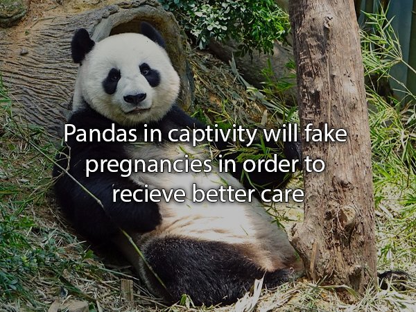 python pandas meme - Pandas in captivity will fake ng pregnancies in order to recieve better care