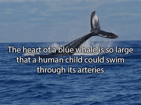 The heart of a blue whale is so large that a human child could swim through its arteries