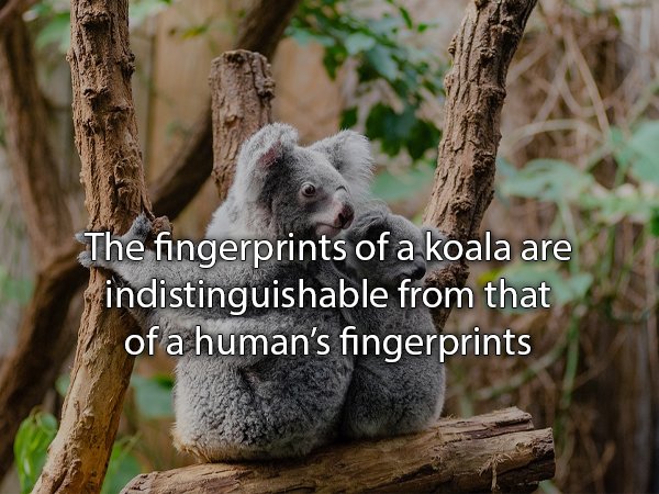 The fingerprints of a koala are indistinguishable from that of a human's fingerprints