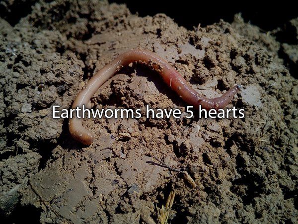 pet earthworm - Earthworms have 5 hearts