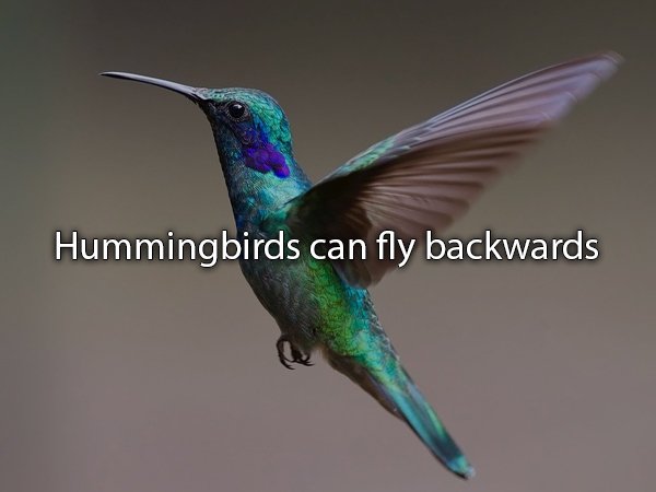 bird hd - Hummingbirds can fly backwards