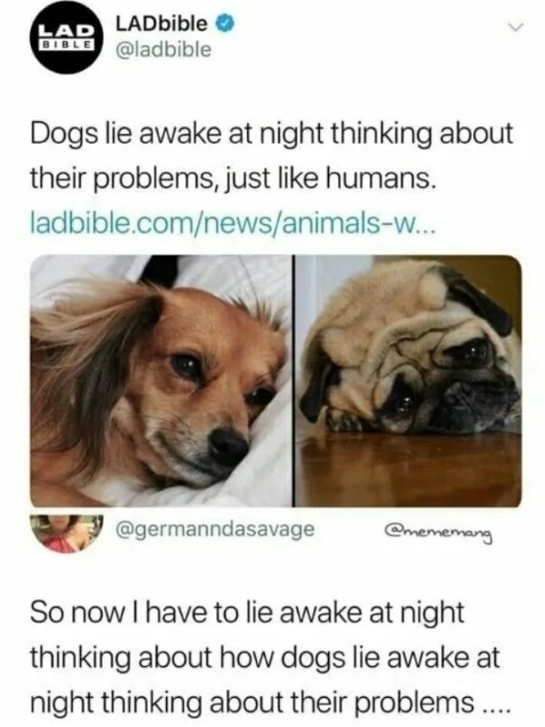 sadness noise - Lad Bible LADbible Dogs lie awake at night thinking about their problems, just humans. ladbible.comnewsanimalsw... So now I have to lie awake at night thinking about how dogs lie awake at night thinking about their problems ...