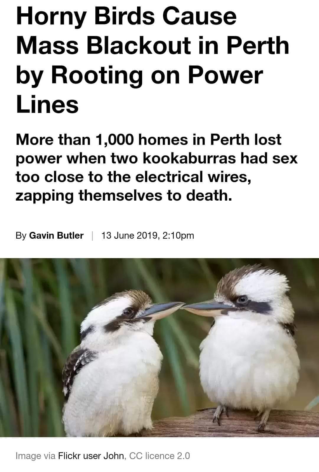 beak - Horny Birds Cause Mass Blackout in Perth by Rooting on Power Lines More than 1,000 homes in Perth lost power when two kookaburras had sex too close to the electrical wires, zapping themselves to death. By Gavin Butler | , pm Image via Flickr user J
