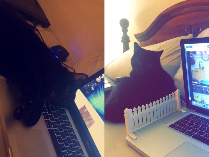 “The cat liked this keyboard and my boyfriend came up with a solution.”