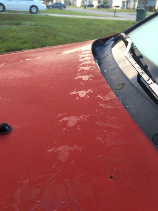 frog prints on car - Tre