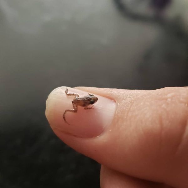 tiny frog