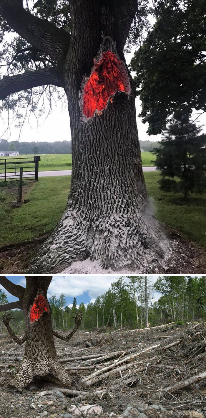 tree that got hit by lightning