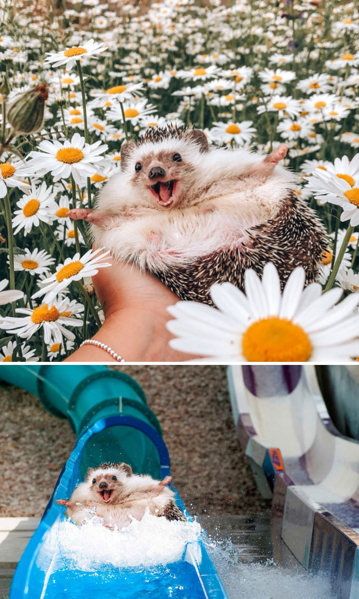 hedgehog in a field of daisies - On
