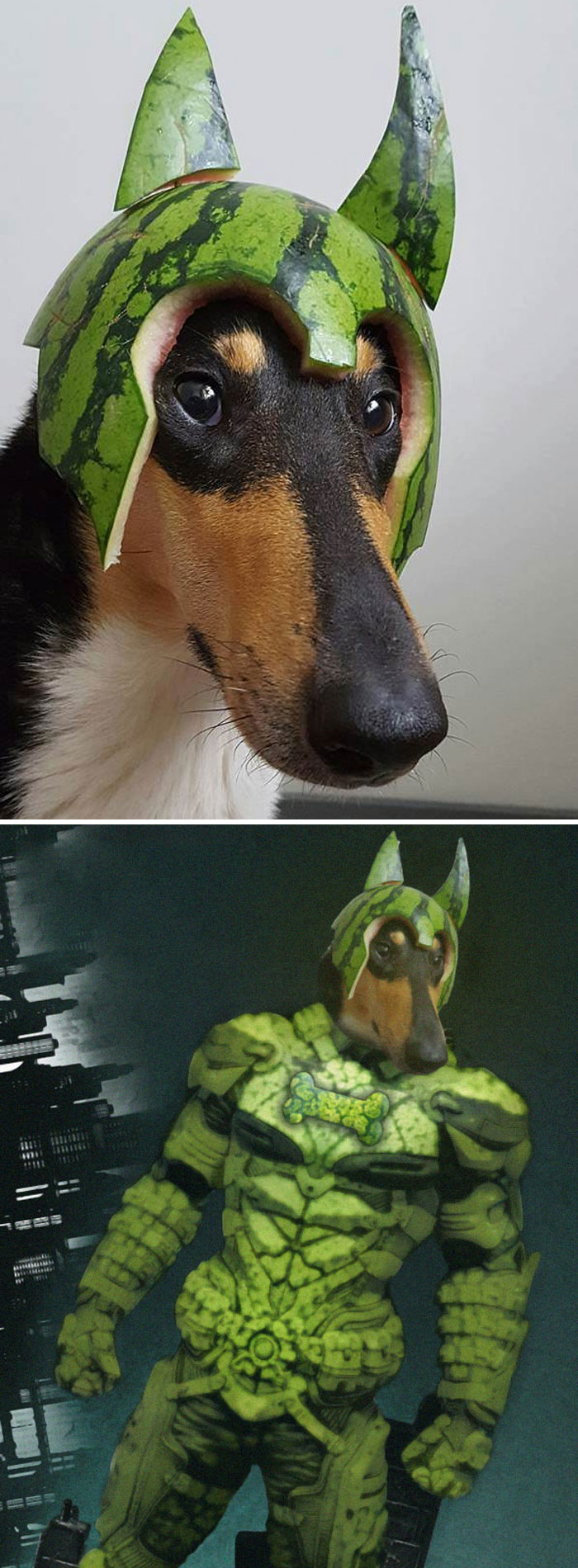 melon collie dog - Mmm lii