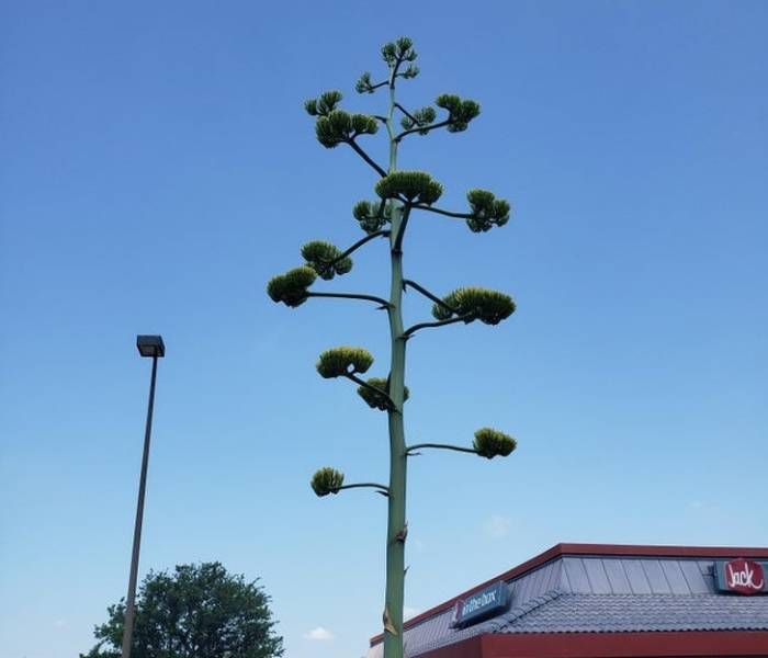 It’s the Agave Americana in blossom.