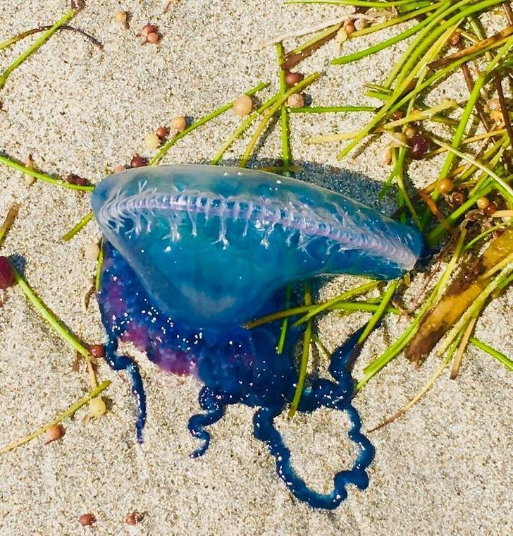 The Portuguese man o’ war.