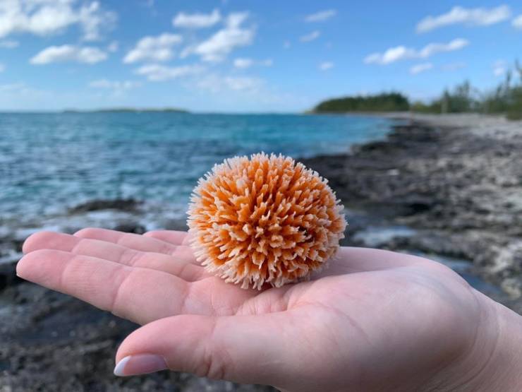 Sea sponge.