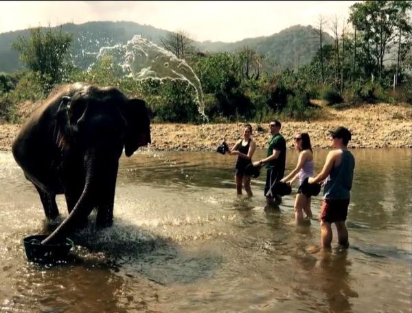 water elephant.
