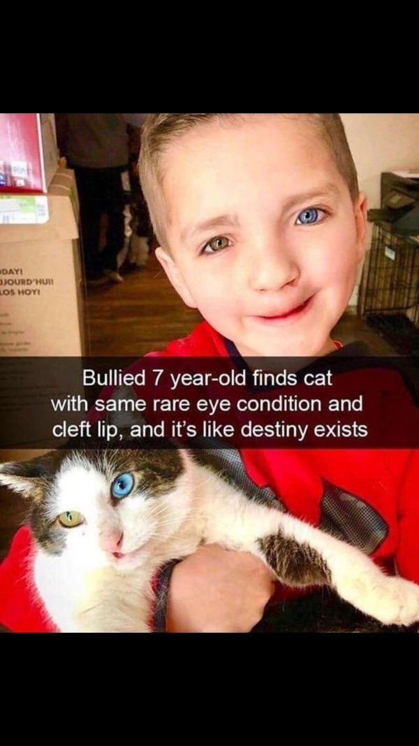 vsco cat meme - Dayi Jjourd Hun Los Hoy Bullied 7 yearold finds cat with same rare eye condition and cleft lip, and it's destiny exists