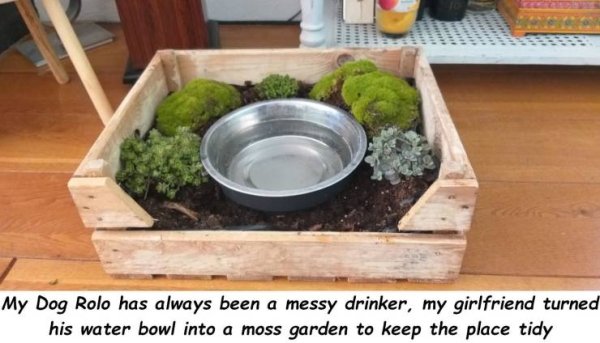moss garden dog bowl - My Dog Rolo has always been a messy drinker, my girlfriend turned his water bowl into a moss garden to keep the place tidy